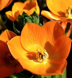 Close-up of insect on orange flower