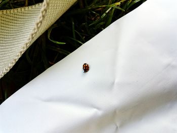 High angle view of ladybug on leaf