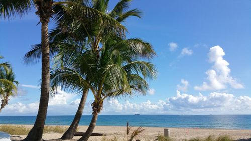 Palm tree on beach against blue sky