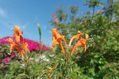 Close-up of orange day lily blooming against sky