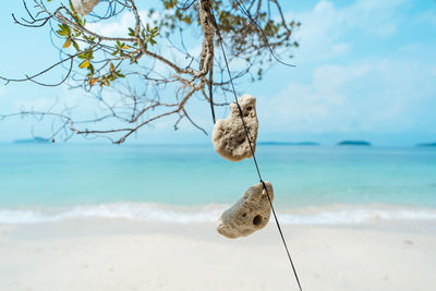 Close-up of dead plant on beach against sky