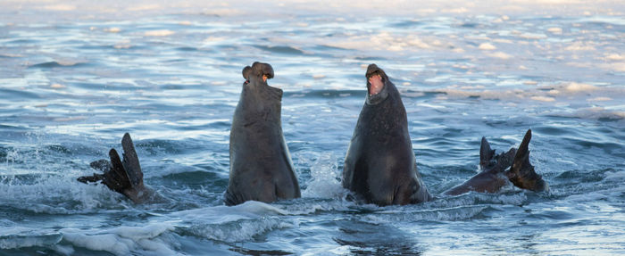 View of animal swimming in sea