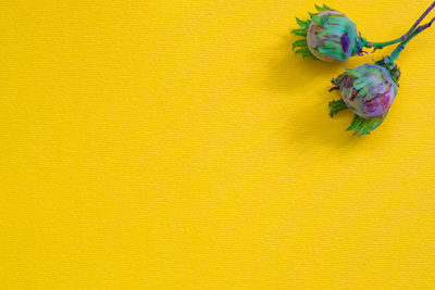 Directly above shot of yellow flower on table