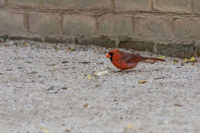 High angle view of bird perching on footpath