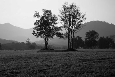 Trees on field against clear sky