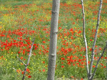 Plants growing on field