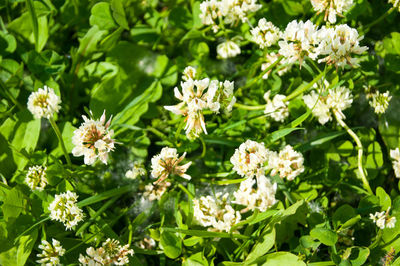 Close-up of white flowering plants