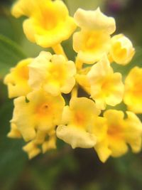 Close-up of yellow flowers