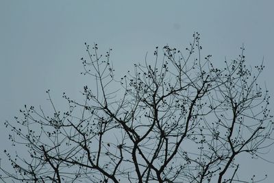 Low angle view of silhouette bare tree against sky