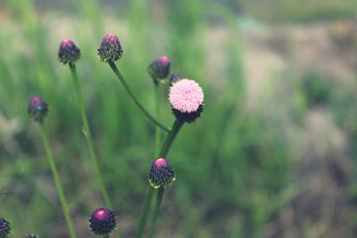 Close-up of purple flowering plant