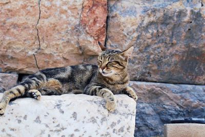 Cat sitting on rock against wall