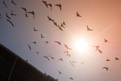 Low angle view of birds flying in sky