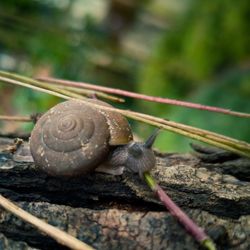 Close-up of snail on rock