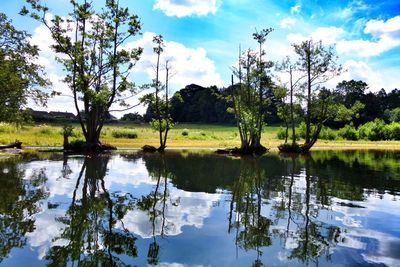 Reflection of trees in water