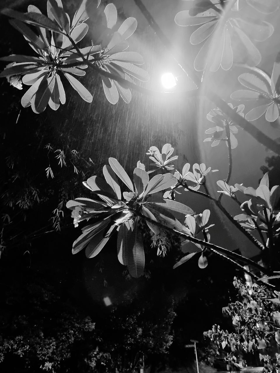 black and white, plant, monochrome photography, monochrome, flower, black, nature, flowering plant, darkness, beauty in nature, growth, no people, white, freshness, plant part, leaf, still life photography, branch, light, close-up, fragility, tree, outdoors