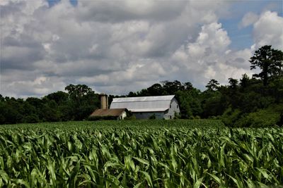 Crop and barns