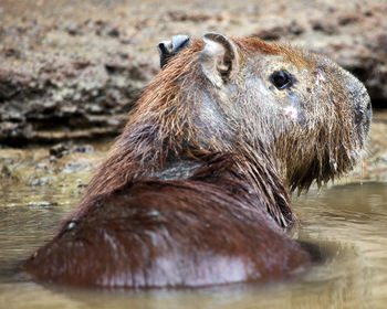 Closeup portrait of a capybara half submerged in water, bolivia.