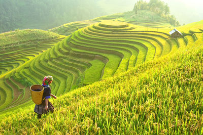 Rear view of man with rice in field