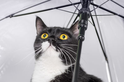 Close-up portrait of cat