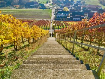 Road passing through agricultural field during autumn