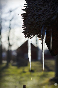 Close-up of icicles on roof