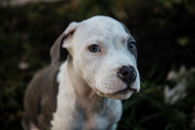 Close-up portrait of dog