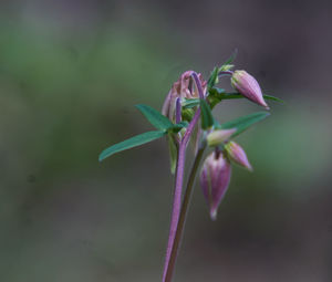 Close-up of flower blooming outdoors