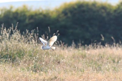 Bird flying in grass