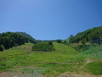 Trees on field against clear blue sky