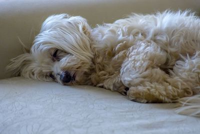 Close-up of a dog resting at home