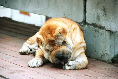 Close-up of dog sleeping