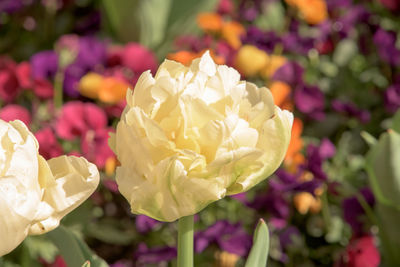 Close-up of pink rose in park