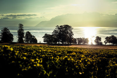 Scenic view of field against sky during sunset