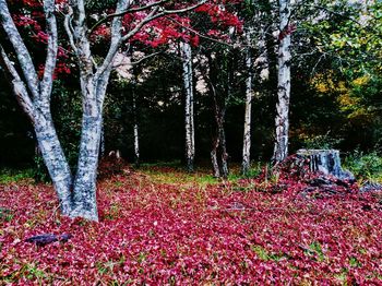 Trees in forest during autumn