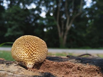 Close-up of mushroom on land