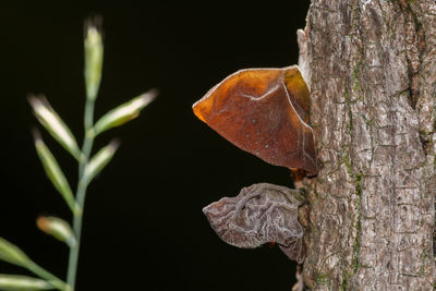 Close-up of plant