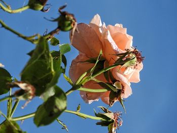 Low angle view of flowers against clear blue sky