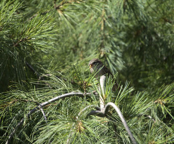 Close-up of bird perching on plant