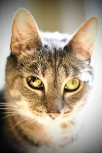 Close-up portrait of cat