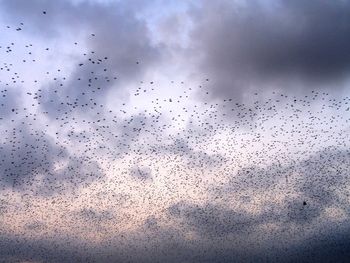 Low angle view of birds flying against clear sky