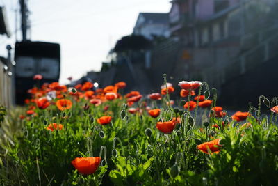 Close-up of flowering plants