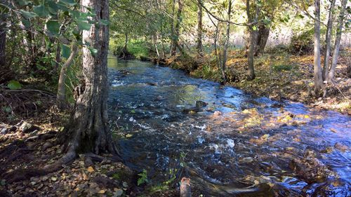 Scenic view of forest