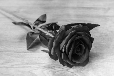 Close-up of rose plant on table