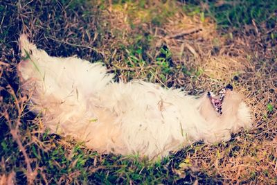 View of grassy field