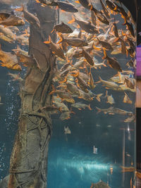 Fish swimming in lake