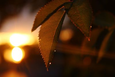 Close-up of leaves during autumn