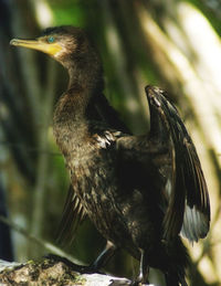 Close-up of bird perching on branch