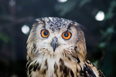 Close-up portrait of owl