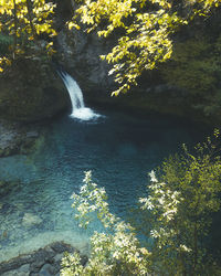 Scenic view of waterfall in forest