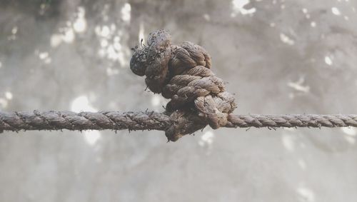 Close-up of tied rope